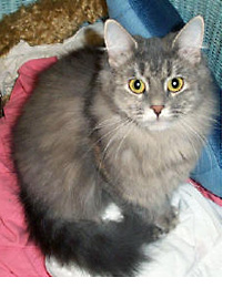 The Siberian Cat